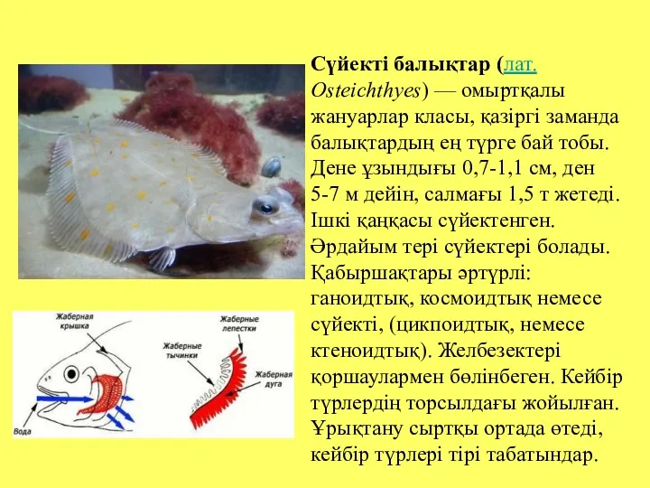 Сүйекті балықтар (лат. Osteichthyes) — омыртқалы жануарлар класы, қазіргі заманда