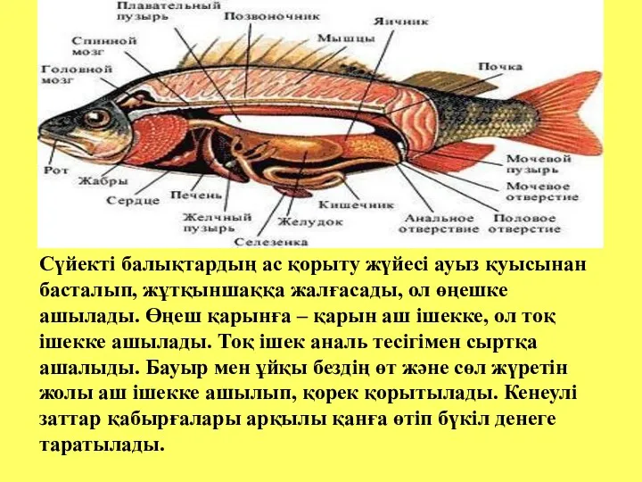 Сүйекті балықтардың ас қорыту жүйесі ауыз қуысынан басталып, жұтқыншаққа жалғасады,