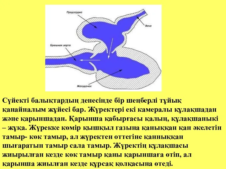 Сүйекті балықтардың денесінде бір шеңберлі тұйық қанайналым жұйесі бар. Жүректері