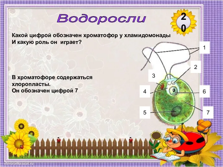 Какой цифрой обозначен хроматофор у хламидомонады И какую роль он