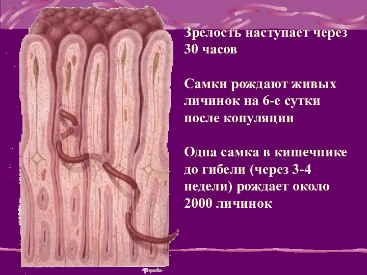 Зрелость наступает через 30 часов Самки рождают живых личинок на