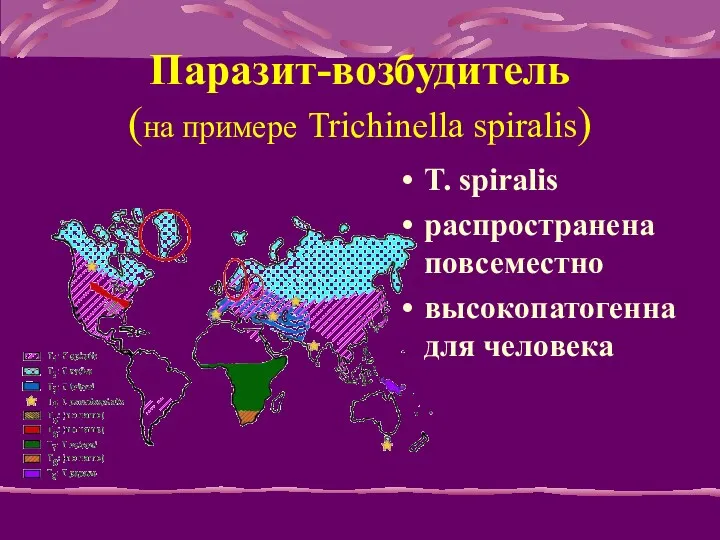 Паразит-возбудитель (на примере Trichinella spiralis) T. spiralis распространена повсеместно высокопатогенна для человека