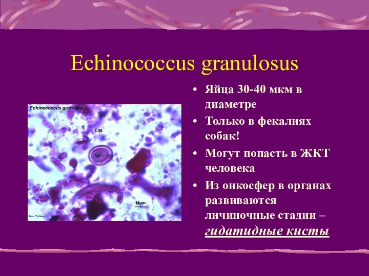 Echinococcus granulosus Яйца 30-40 мкм в диаметре Только в фекалиях
