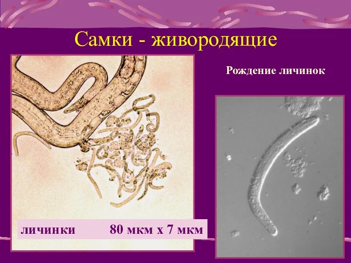Рождение личинок личинки 80 мкм x 7 мкм Самки - живородящие