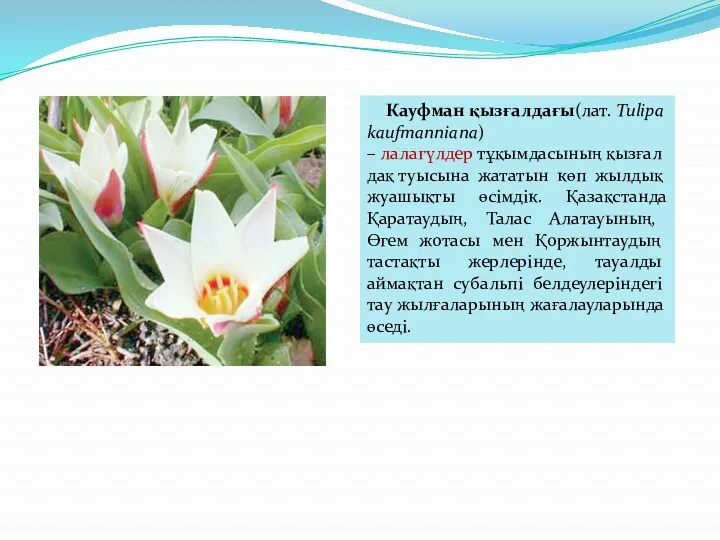 Кауфман қызғалдағы(лат. Tulipa kaufmanniana) – лалагүлдер тұқымдасының қызғалдақ туысына жататын