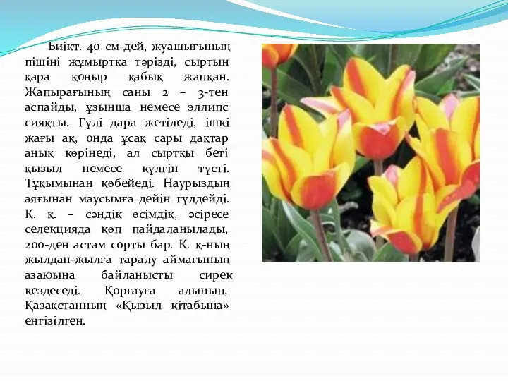 Биікт. 40 см-дей, жуашығының пішіні жұмыртқа тәрізді, сыртын қара қоңыр