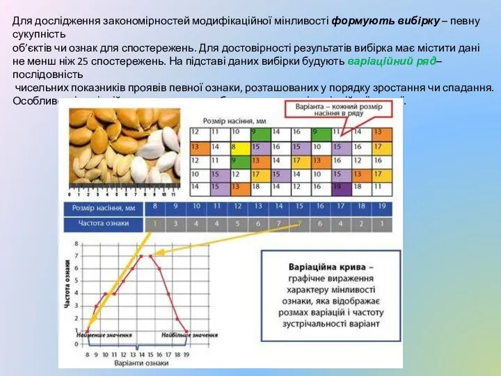 Для дослідження закономірностей модифікаційної мінливості формують вибірку – певну сукупність