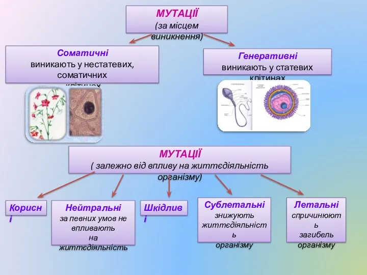 МУТАЦІЇ (за місцем виникнення) Соматичні виникають у нестатевих, соматичних клітинах