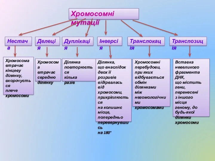 Хромосомні мутації Нестача Делеція Дуплікація Інверсія Транслокація Транспозиція Хромосома втрачає