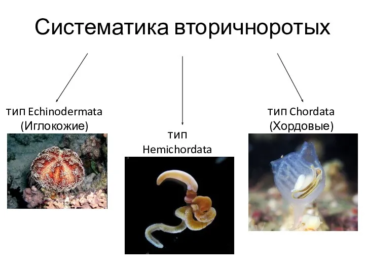 Систематика вторичноротых тип Echinodermata (Иглокожие) тип Hemichordata (Полухордовые) тип Chordata (Хордовые)