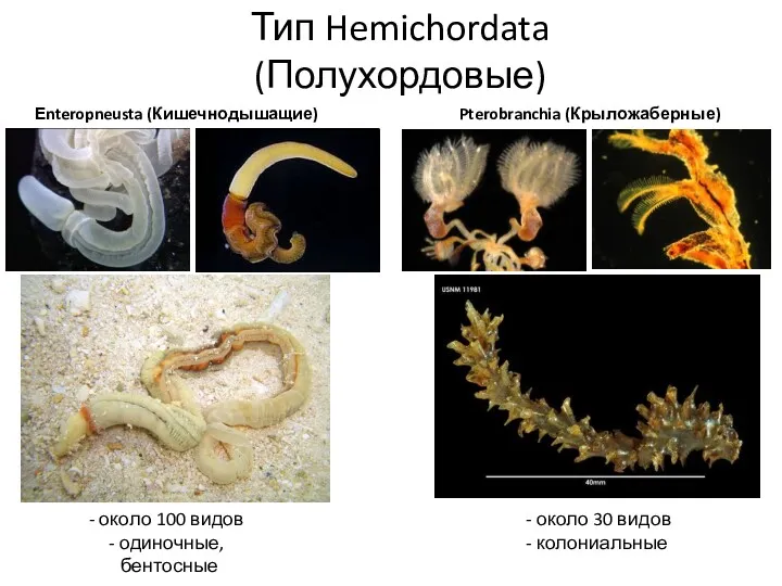 Тип Hemichordata (Полухордовые) Еnteropneusta (Кишечнодышащие) Pterobranchia (Крыложаберные) около 100 видов одиночные, бентосные около 30 видов колониальные