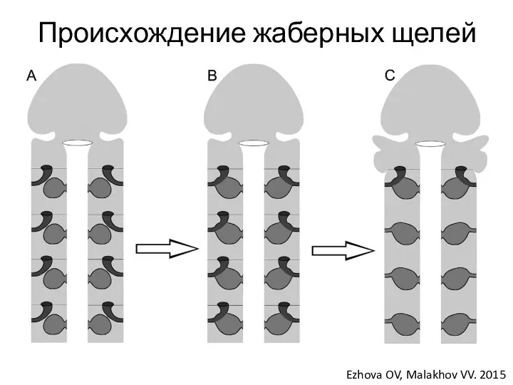 Происхождение жаберных щелей Ezhova OV, Malakhov VV. 2015