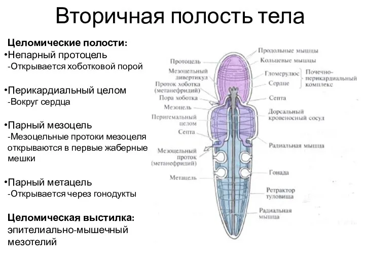 Вторичная полость тела Целомические полости: Непарный протоцель -Открывается хоботковой порой Перикардиальный целом -Вокруг