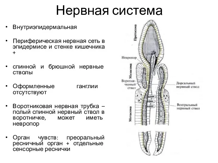 Нервная система Внутриэпидермальная Периферическая нервная сеть в эпидермисе и стенке кишечника + спинной