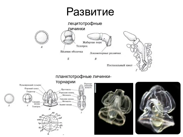 лецитотрофные личинки планктотрофные личинки-торнарии Развитие