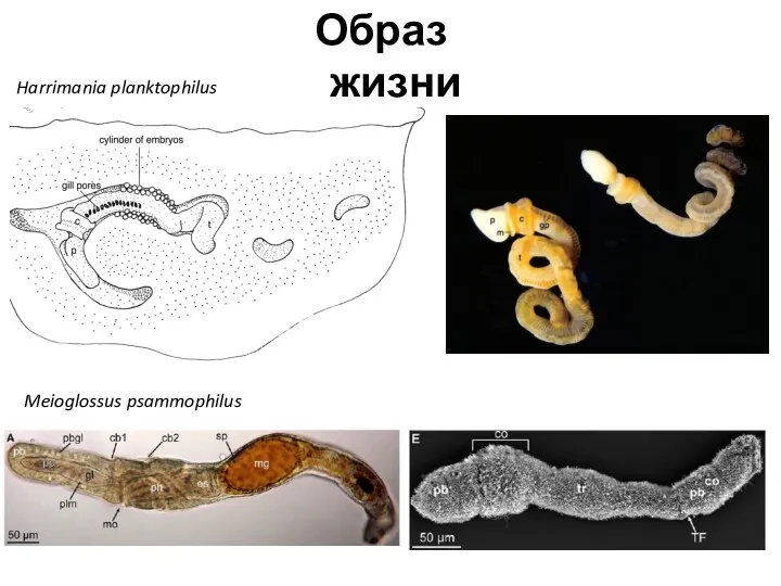 Образ жизни Harrimania planktophilus Meioglossus psammophilus