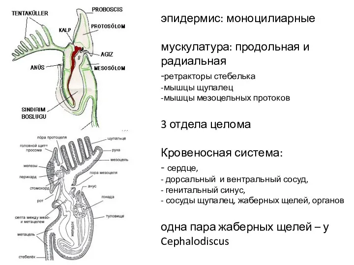 эпидермис: моноцилиарные мускулатура: продольная и радиальная -ретракторы стебелька -мышцы щупалец -мышцы мезоцельных протоков
