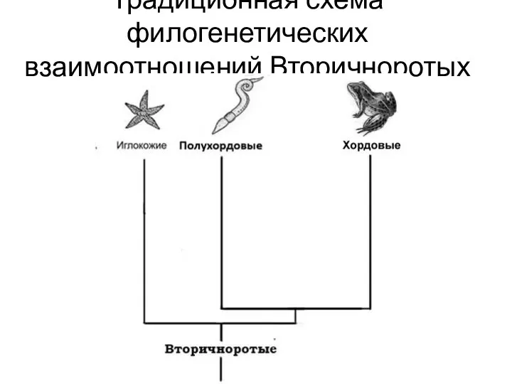 Традиционная схема филогенетических взаимоотношений Вторичноротых