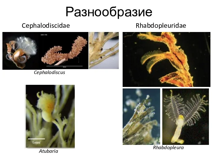 Разнообразие Cephalodiscidae Cephalodiscus Atubaria Rhabdopleuridae Rhabdopleura