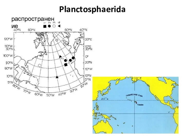 Planctosphaerida распространение