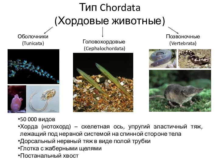 Тип Chordata (Хордовые животные) Оболочники (Tunicata) Головохордовые (Cephalochordata) Позвоночные (Vertebrata) 50 000 видов