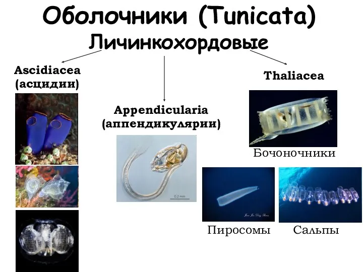 Оболочники (Tunicata) Личинкохордовые Ascidiacea (асцидии) Сальпы Пиросомы Appendicularia (аппендикулярии) Бочоночники Thaliacea