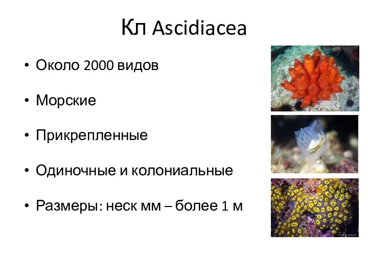 Кл Ascidiacea Около 2000 видов Морские Прикрепленные Одиночные и колониальные Размеры: неск мм