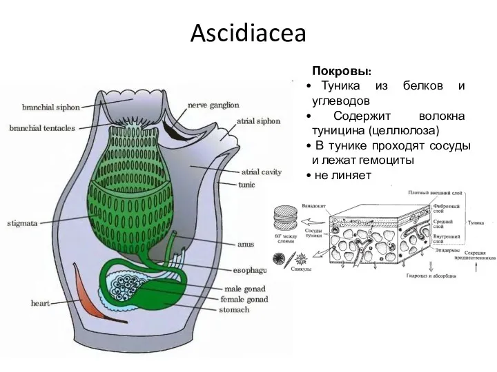 Ascidiacea Покровы: Туника из белков и углеводов Содержит волокна туницина (целлюлоза) В тунике