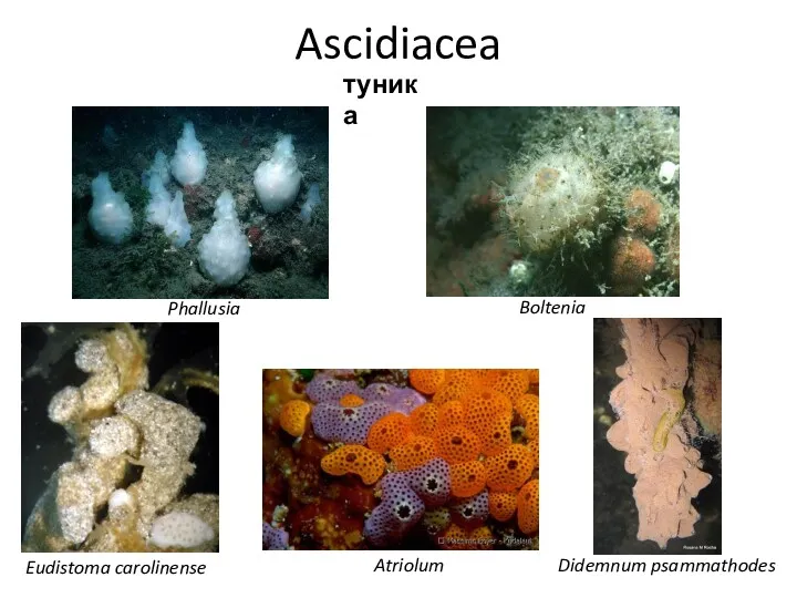Ascidiacea туника Eudistoma carolinense Atriolum Didemnum psammathodes Boltenia Phallusia