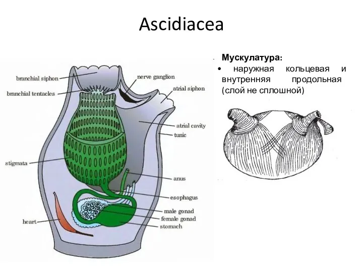 Ascidiacea Мускулатура: наружная кольцевая и внутренняя продольная (слой не сплошной)