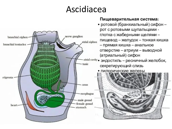 Ascidiacea Пищеварительная система: ротовой (бранхиальный) сифон – рот с ротовыми щупальцами - глотка