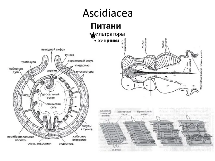 Ascidiacea фильтраторы хищники Питание