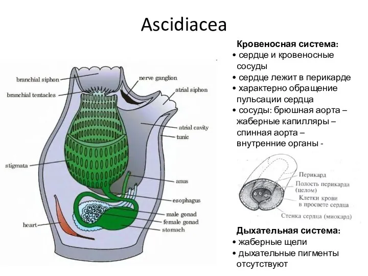Ascidiacea Кровеносная система: сердце и кровеносные сосуды сердце лежит в перикарде характерно обращение