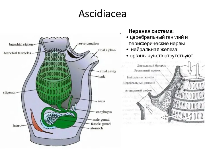 Ascidiacea Нервная система: церебральный ганглий и периферические нервы нейральная железа органы чувств отсутствуют