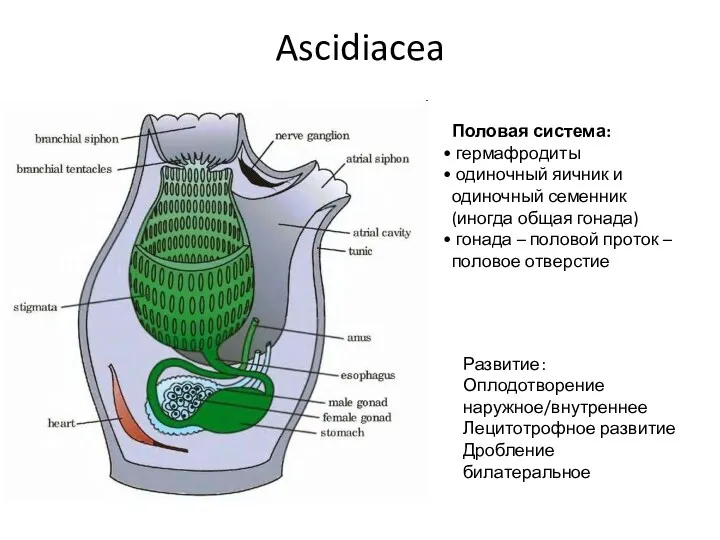 Ascidiacea Половая система: гермафродиты одиночный яичник и одиночный семенник (иногда общая гонада) гонада