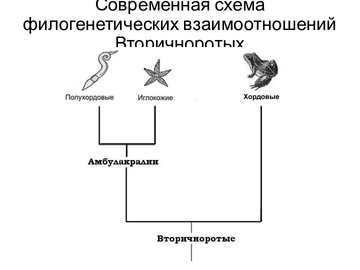 Современная схема филогенетических взаимоотношений Вторичноротых