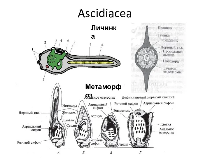 Ascidiacea Личинка Метаморфоз