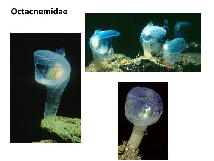 Octacnemidae