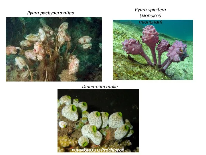 Pyura pachydermatina Pyura spinifera (морской тюльпан) Didemnum molle симбиоз с Prochloron