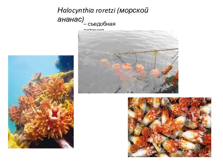 Нalocynthia roretzi (морской ананас) – съедобная актиния