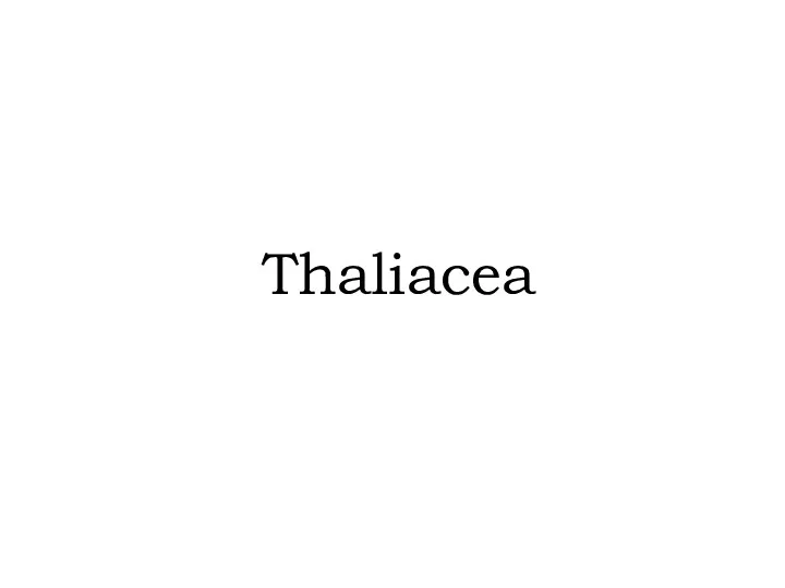 Thaliacea