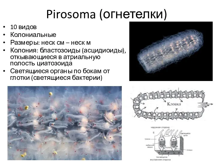 Pirosoma (огнетелки) 10 видов Колониальные Размеры: неск см – неск м Колония: бластозоиды