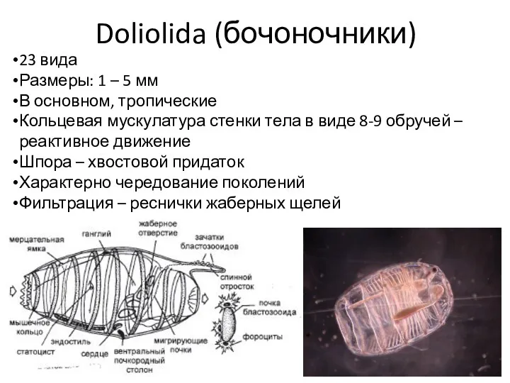 Doliolida (бочоночники) 23 вида Размеры: 1 – 5 мм В основном, тропические Кольцевая