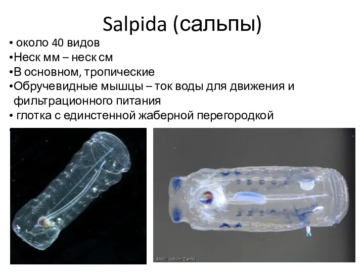 Salpida (сальпы) около 40 видов Неск мм – неск см В основном, тропические