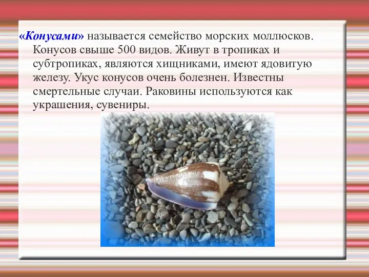 «Конусами» называется семейство морских моллюсков. Конусов свыше 500 видов. Живут