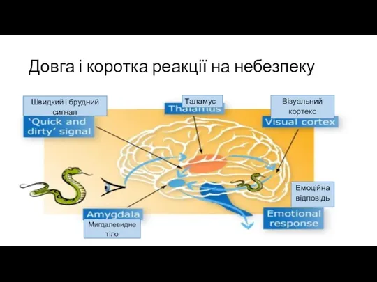 Довга і коротка реакції на небезпеку Таламус Мигдалевидне тіло Візуальний