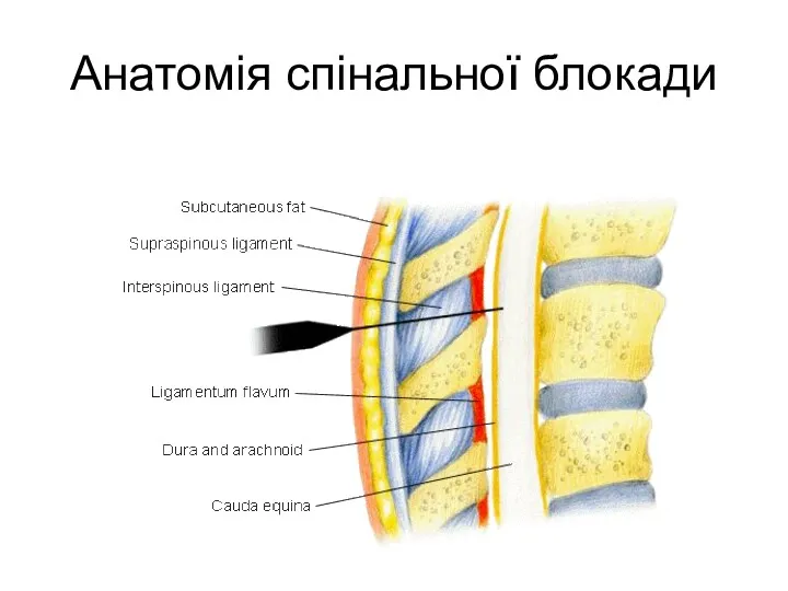 Анатомія спінальної блокади