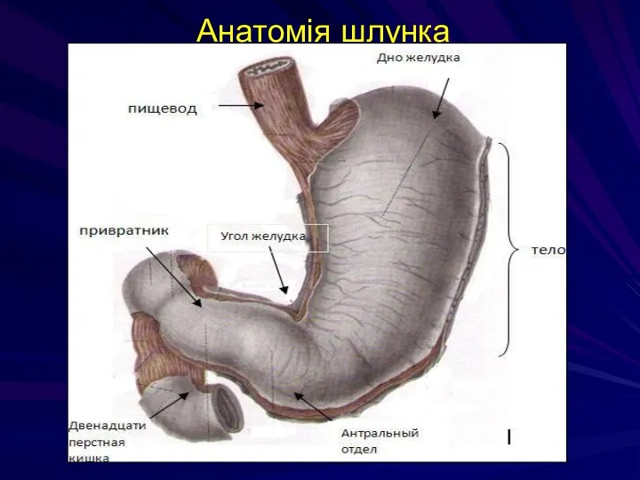 Анатомія шлунка