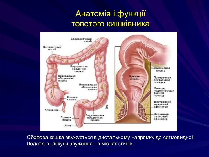 Анатомія і функції товстого кишківника Ободова кишка звужується в дистальному