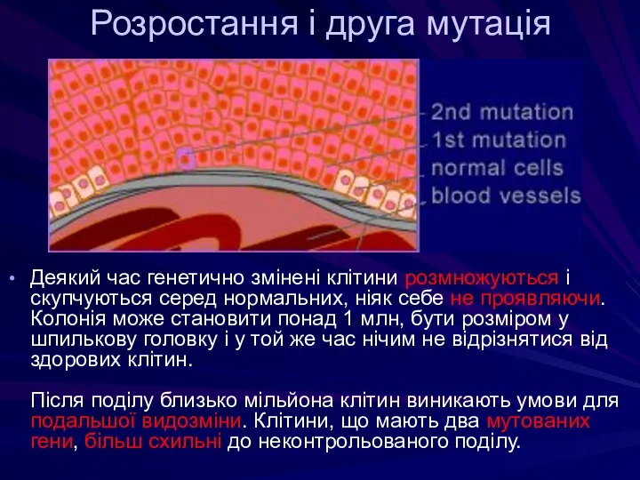 Розростання і друга мутація Деякий час генетично змінені клітини розмножуються